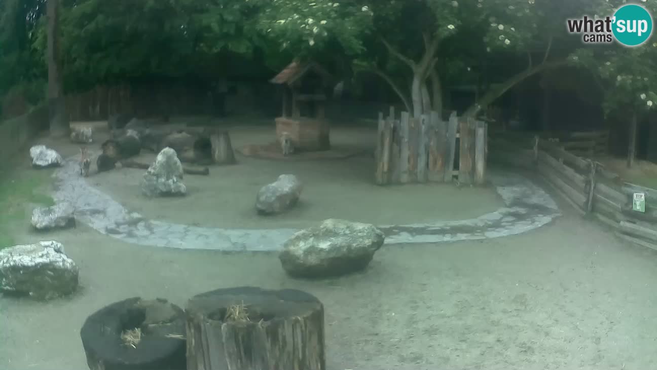 Zoo Zagreb – Cebus apella