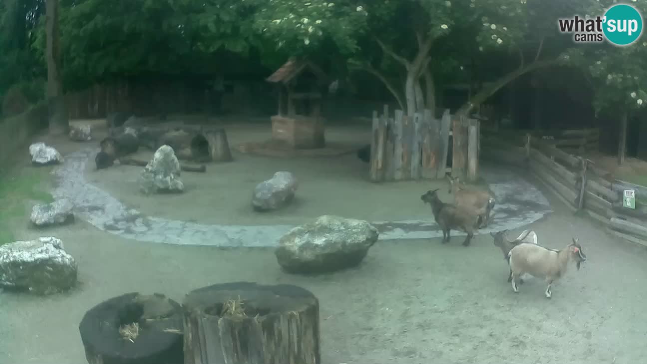 Zoo Zagreb – Cebus apella