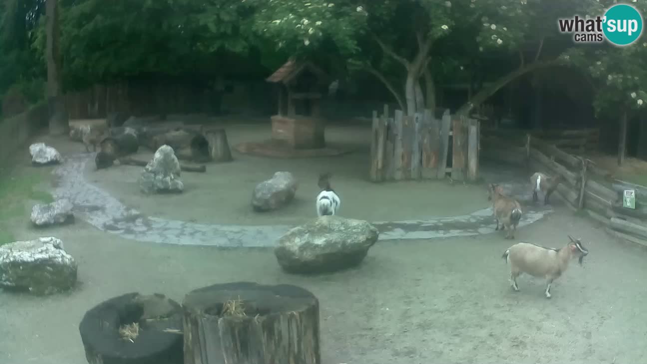Zoo Zagreb – Cebus apella