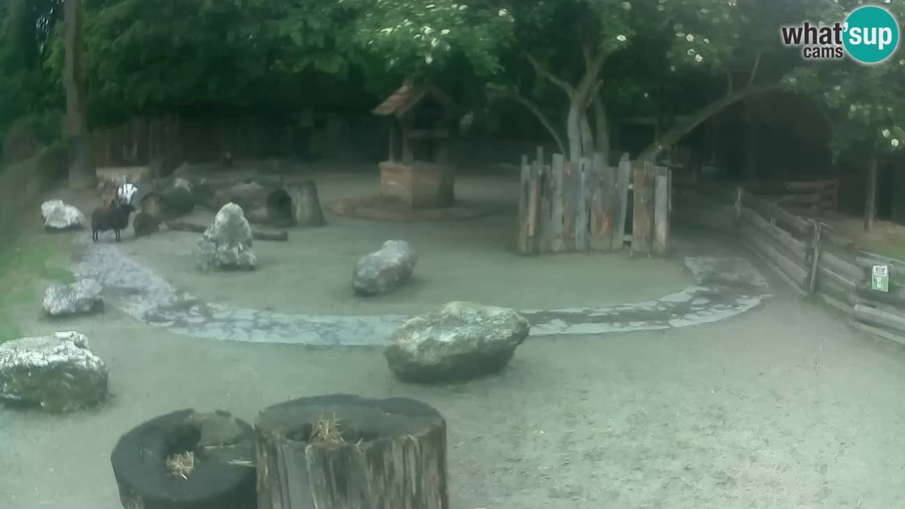 Zoo Zagreb – Cebo dai cornetti