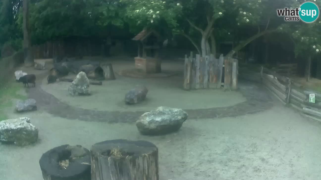 Zoo Zagreb – Haubenkapuziner
