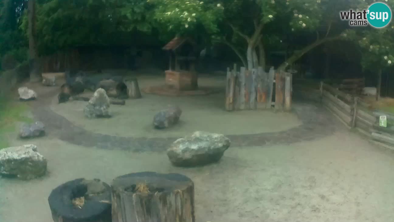 Zoo Zagreb – Brown Capuchin