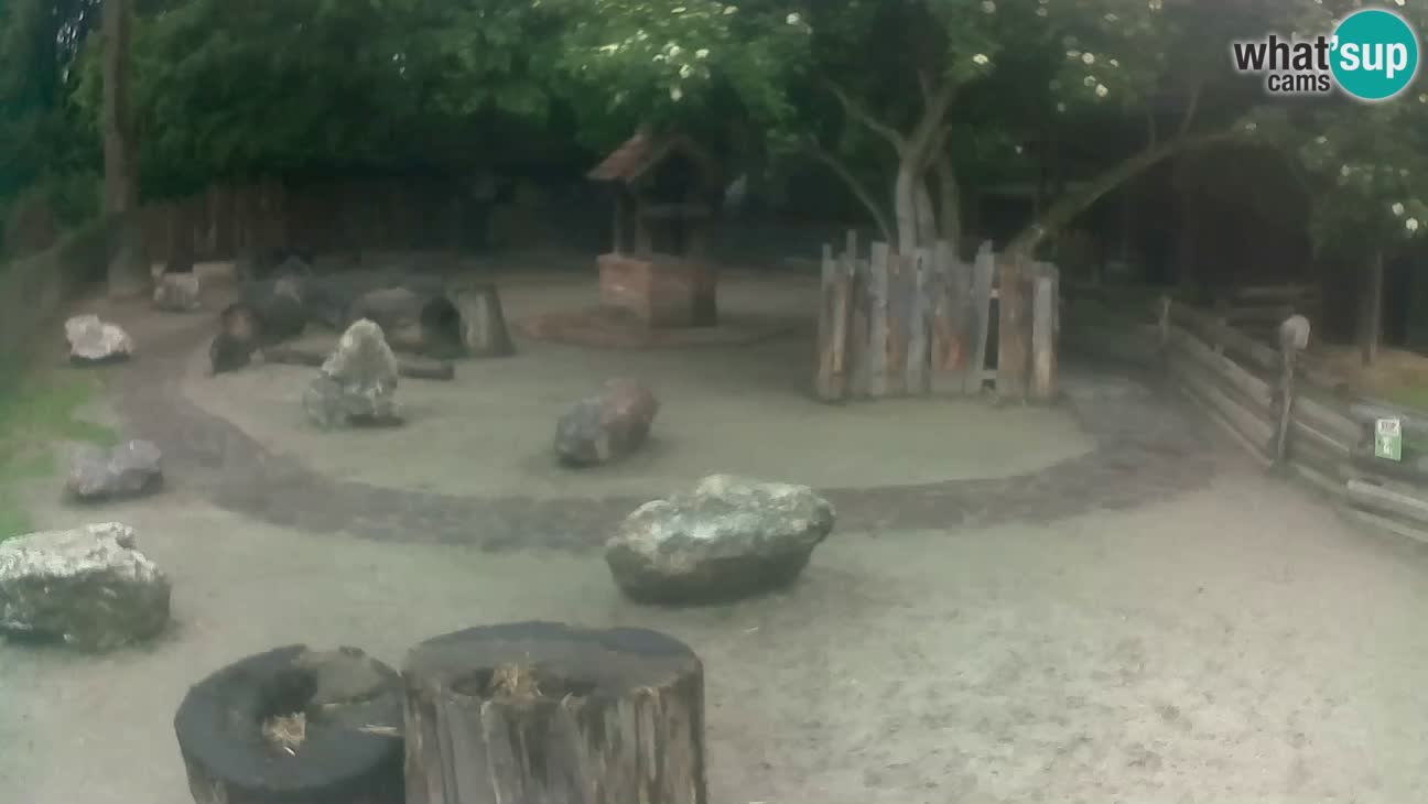 Zoo Zagreb – Cebo dai cornetti