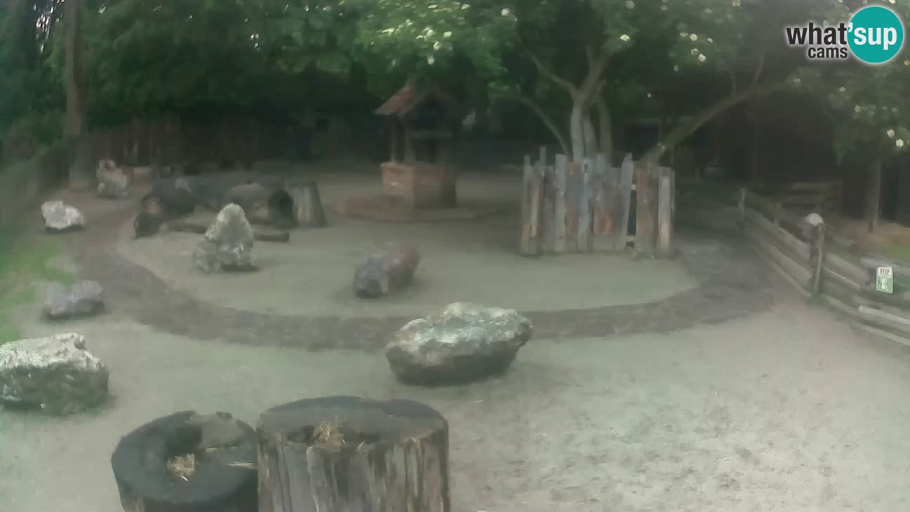 Zoo Zagreb – Brown Capuchin