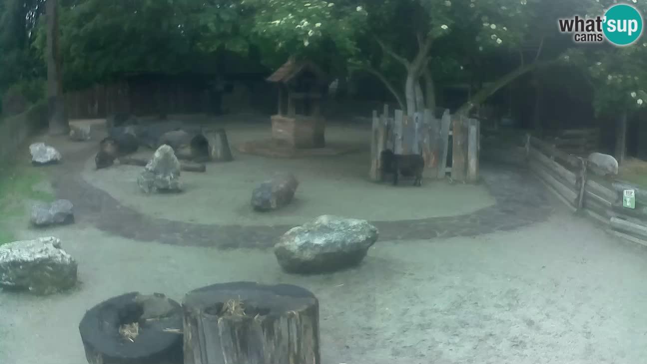 Zoo Zagreb – Brown Capuchin