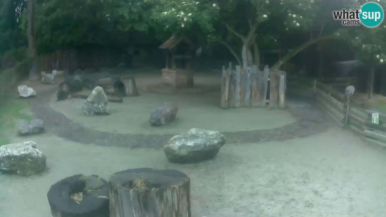Zoo Zagreb – Cebus apella