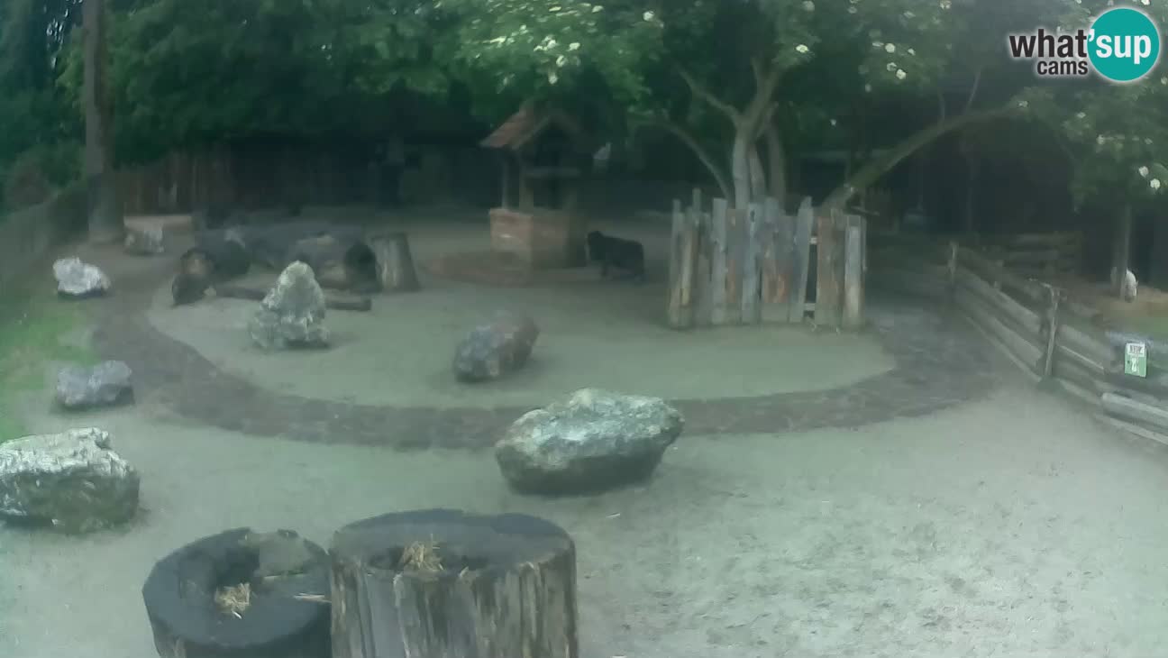 Zoo Zagreb – Brown Capuchin