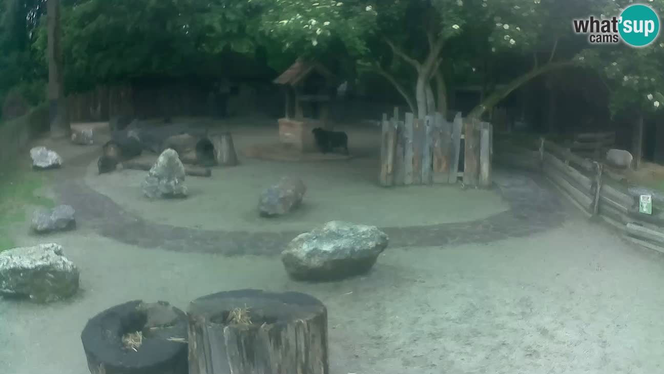 Zoo Zagreb – Rjava kapucinka