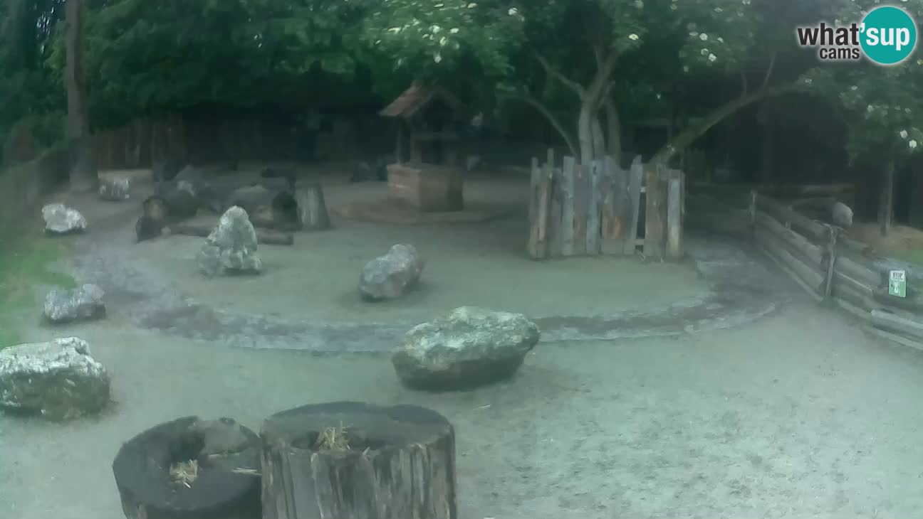 Zoo Zagreb – Brown Capuchin