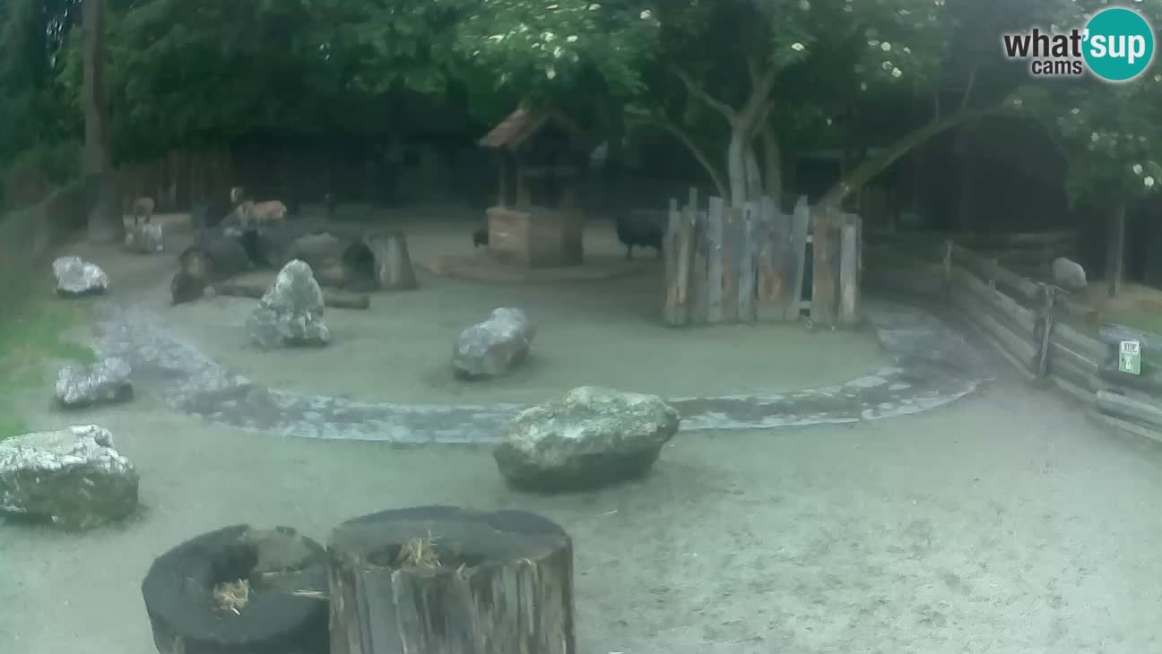 Zoo Zagreb – Haubenkapuziner