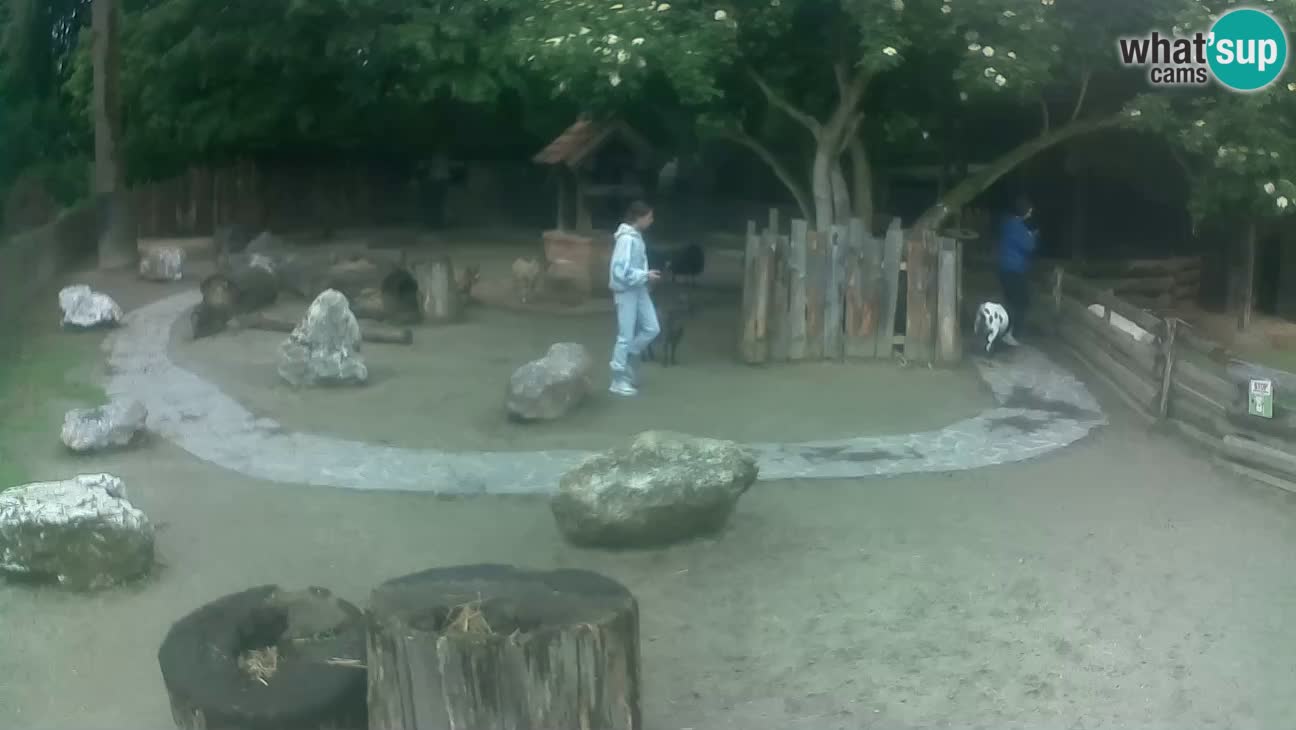Zoo Zagreb – Haubenkapuziner
