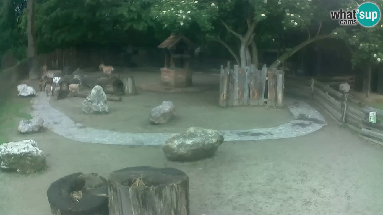 Zoo Zagreb – Cebo dai cornetti