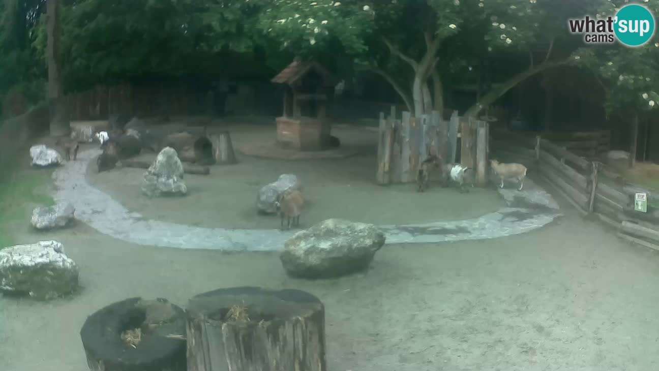 Zoo Zagreb –  Mono maicero