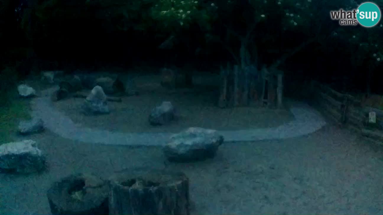 Zoo Zagreb – Brown Capuchin