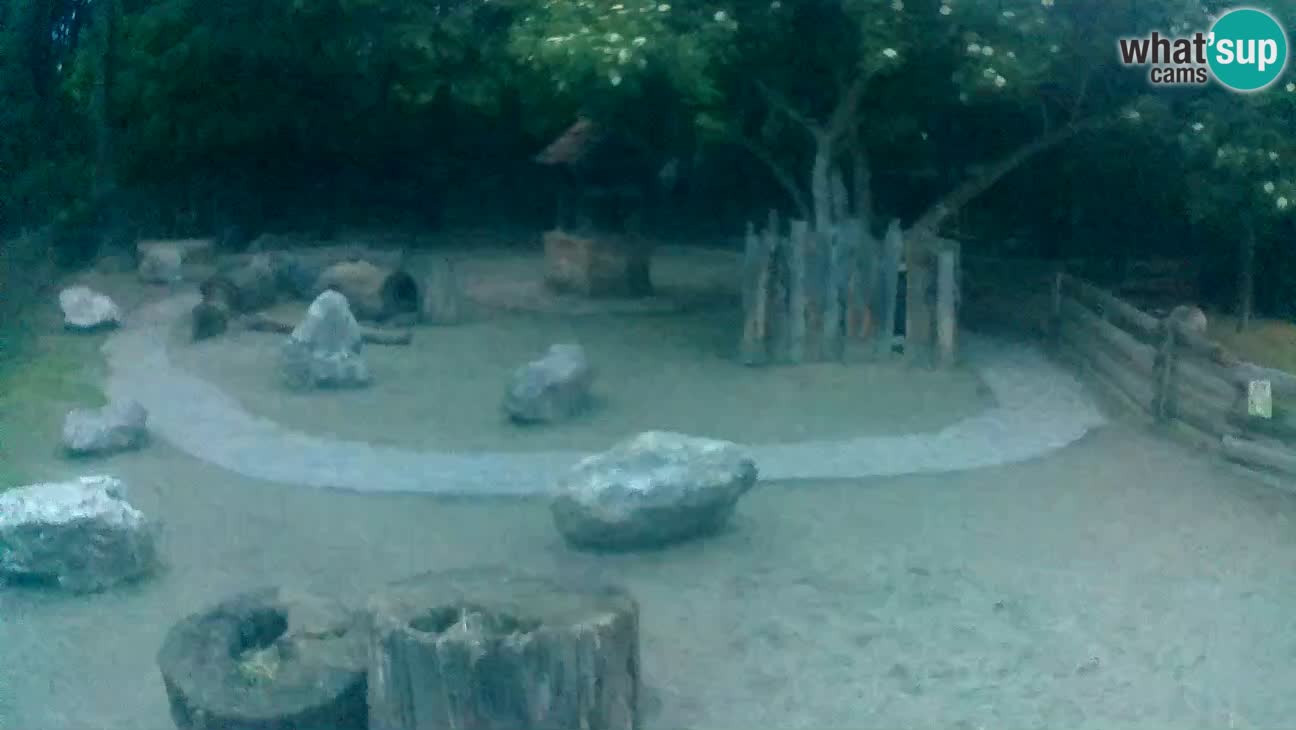 Zoo Zagreb – Cebus apella