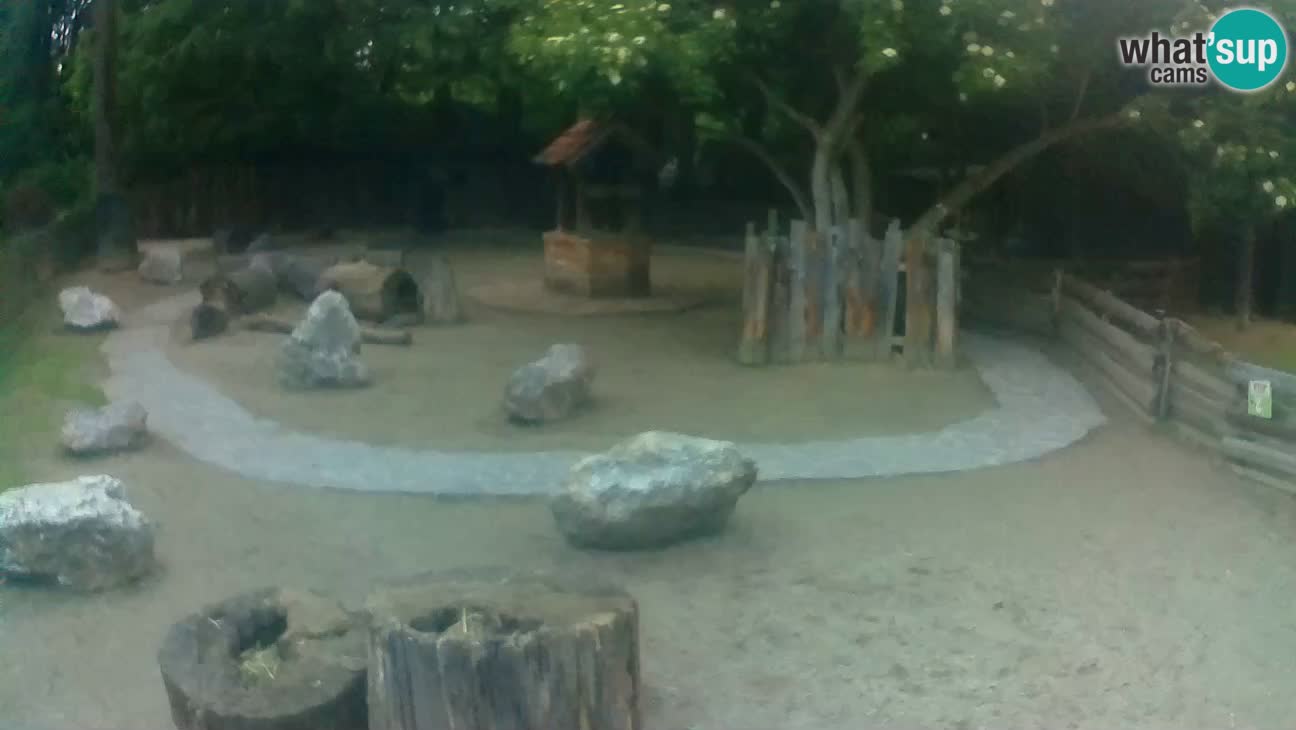 Zoo Zagreb –  Mono maicero