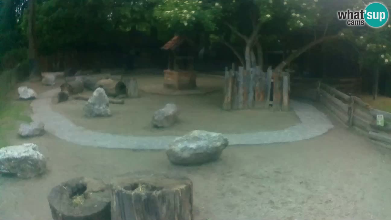 Zoo Zagreb –  Mono maicero