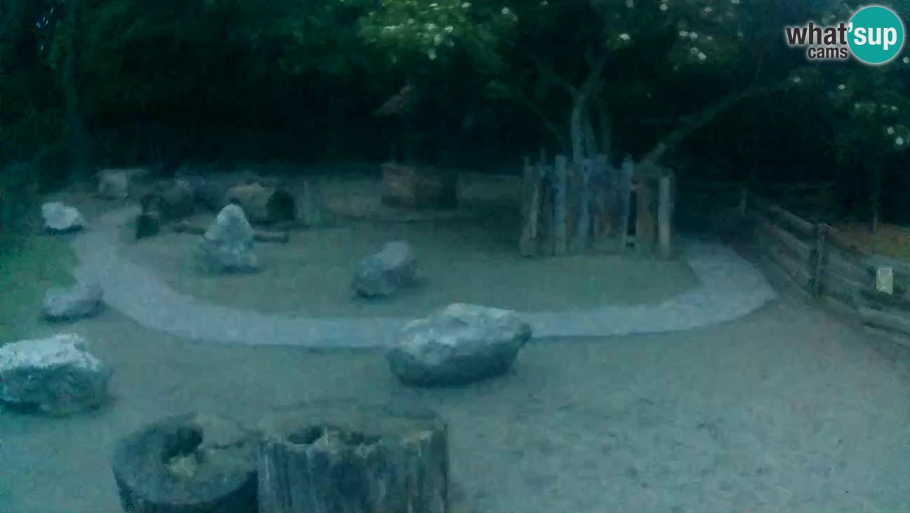 Zoo Zagreb – Cebus apella
