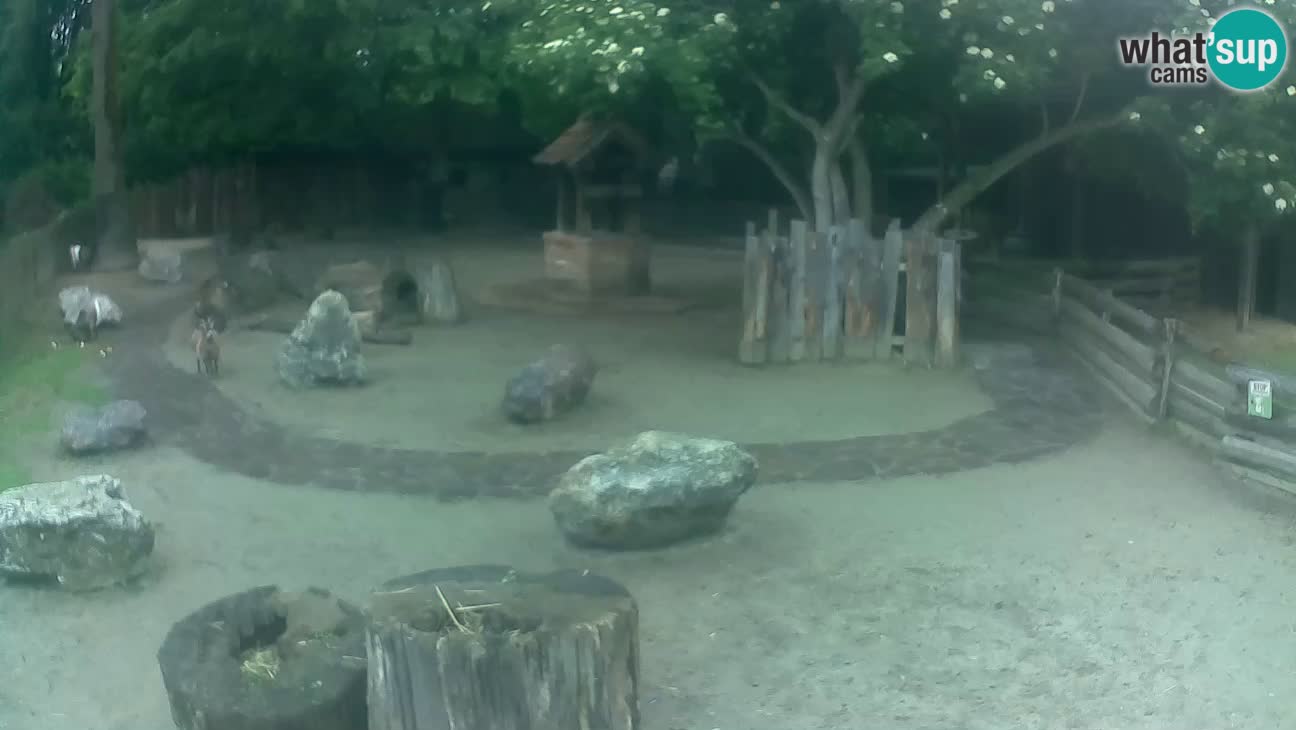 Zoo Zagreb – Brown Capuchin