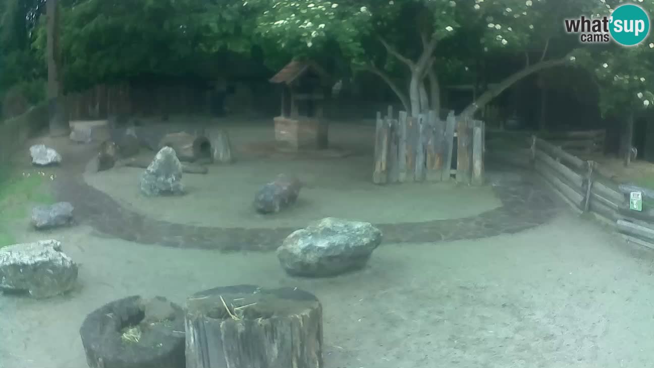 Zoo Zagreb – Cebus apella