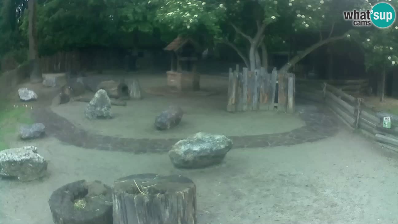 Zoo Zagreb – Haubenkapuziner