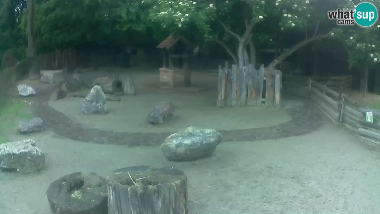 Zoo Zagreb – Cebus apella