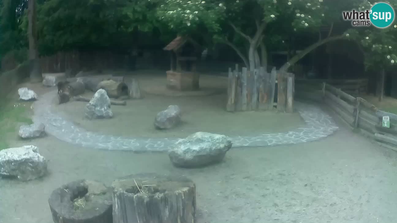 Zoo Zagreb – Rjava kapucinka
