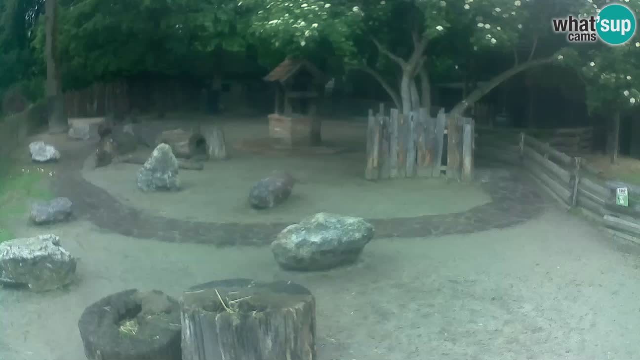 Zoo Zagreb – Brown Capuchin