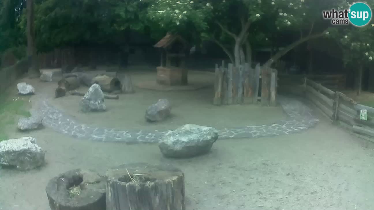 Zoo Zagreb – Rjava kapucinka