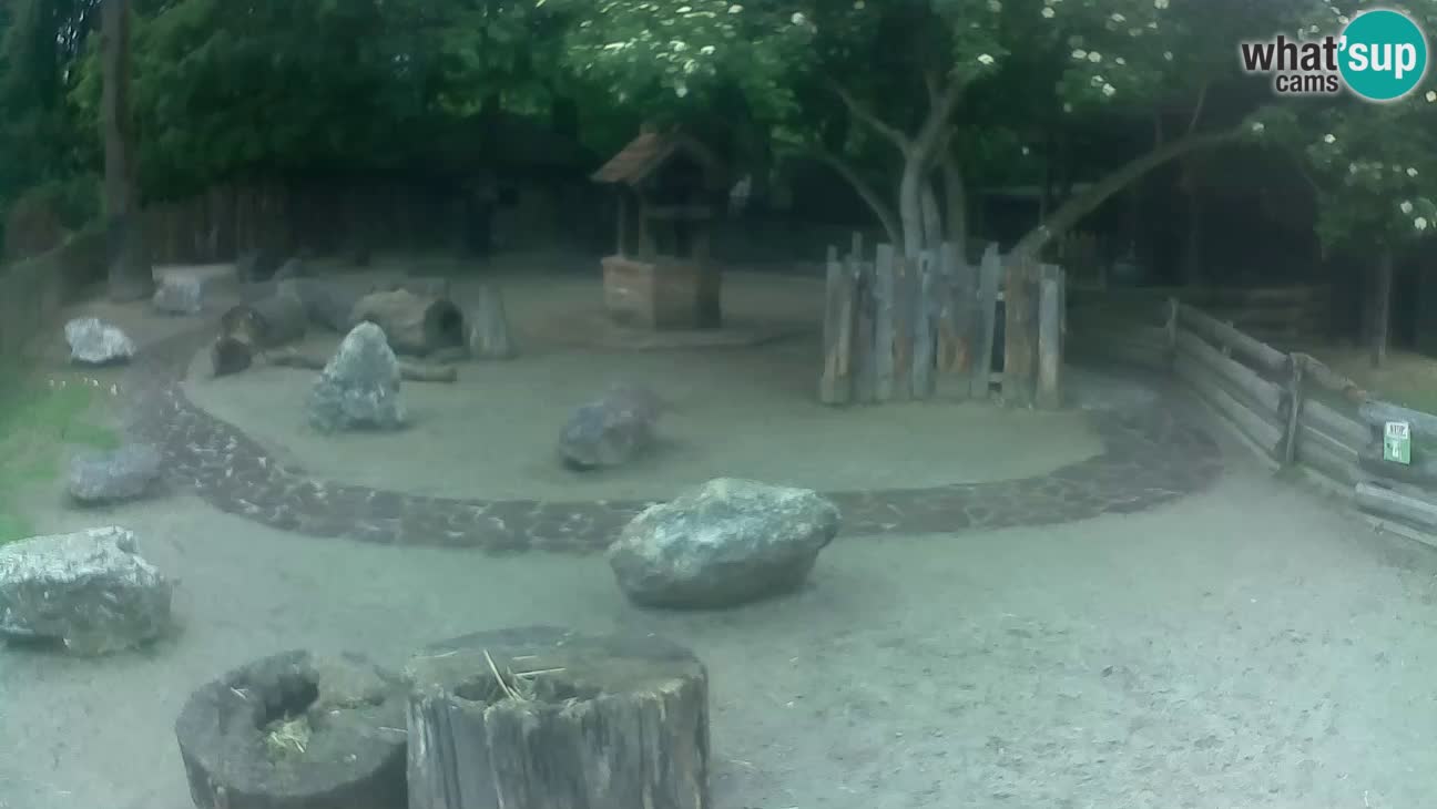 Zoo Zagreb – Haubenkapuziner