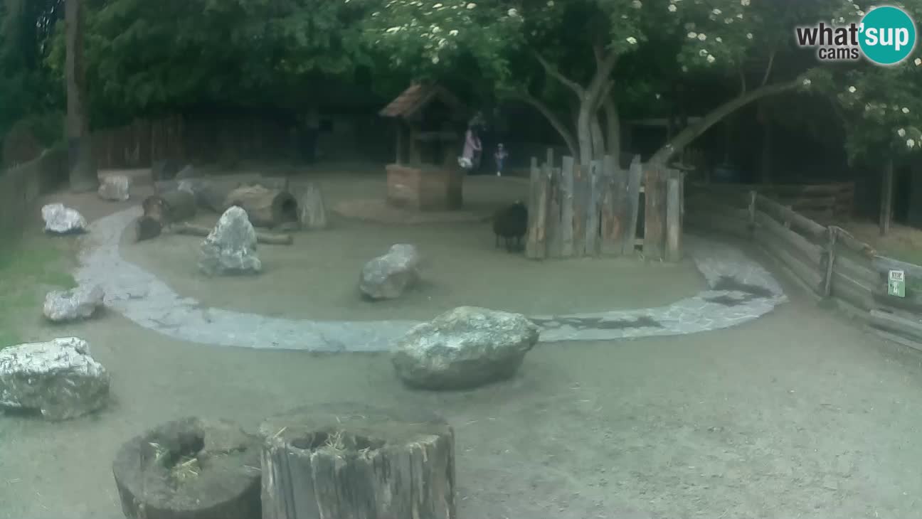 Zoo Zagreb –  Mono maicero