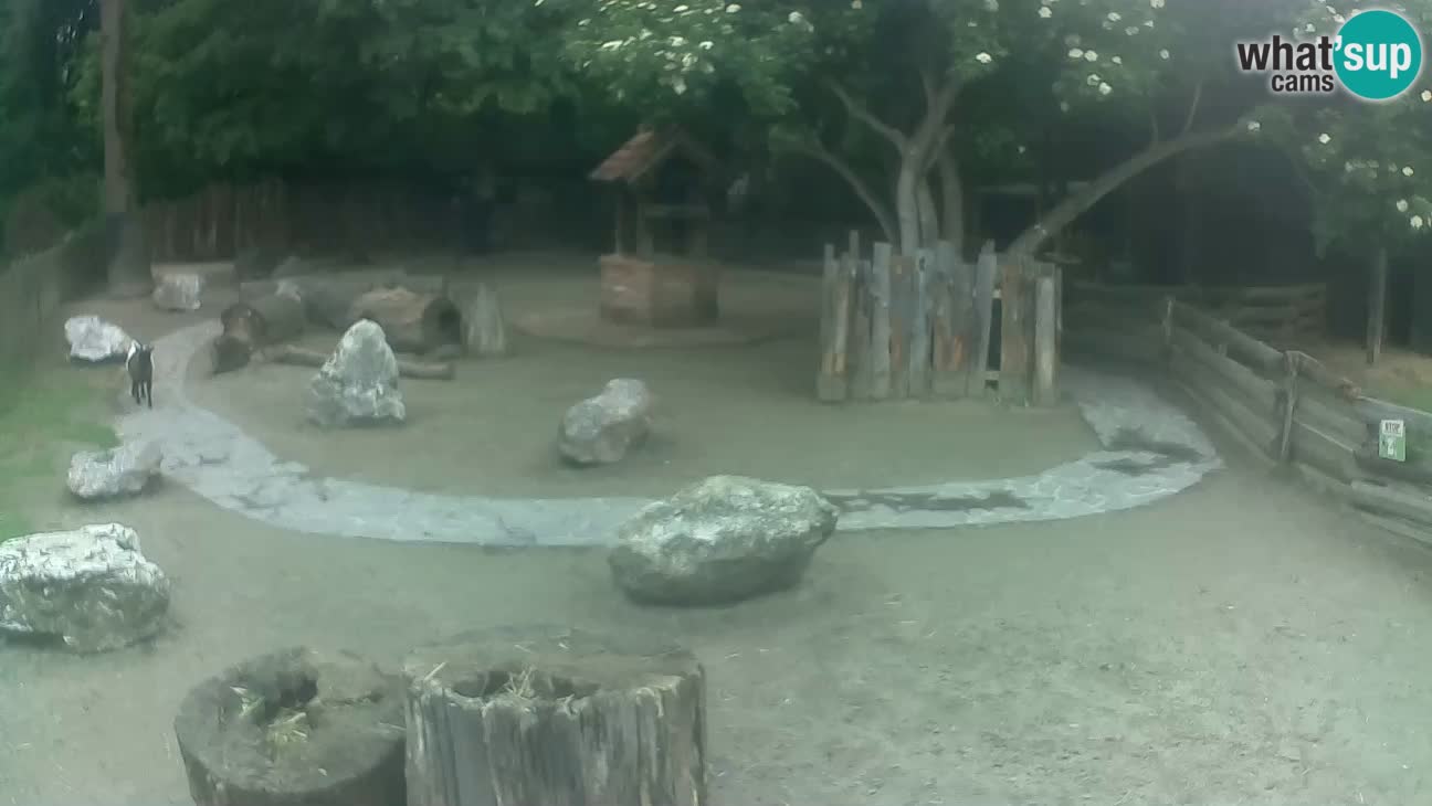Zoo Zagreb – Rjava kapucinka