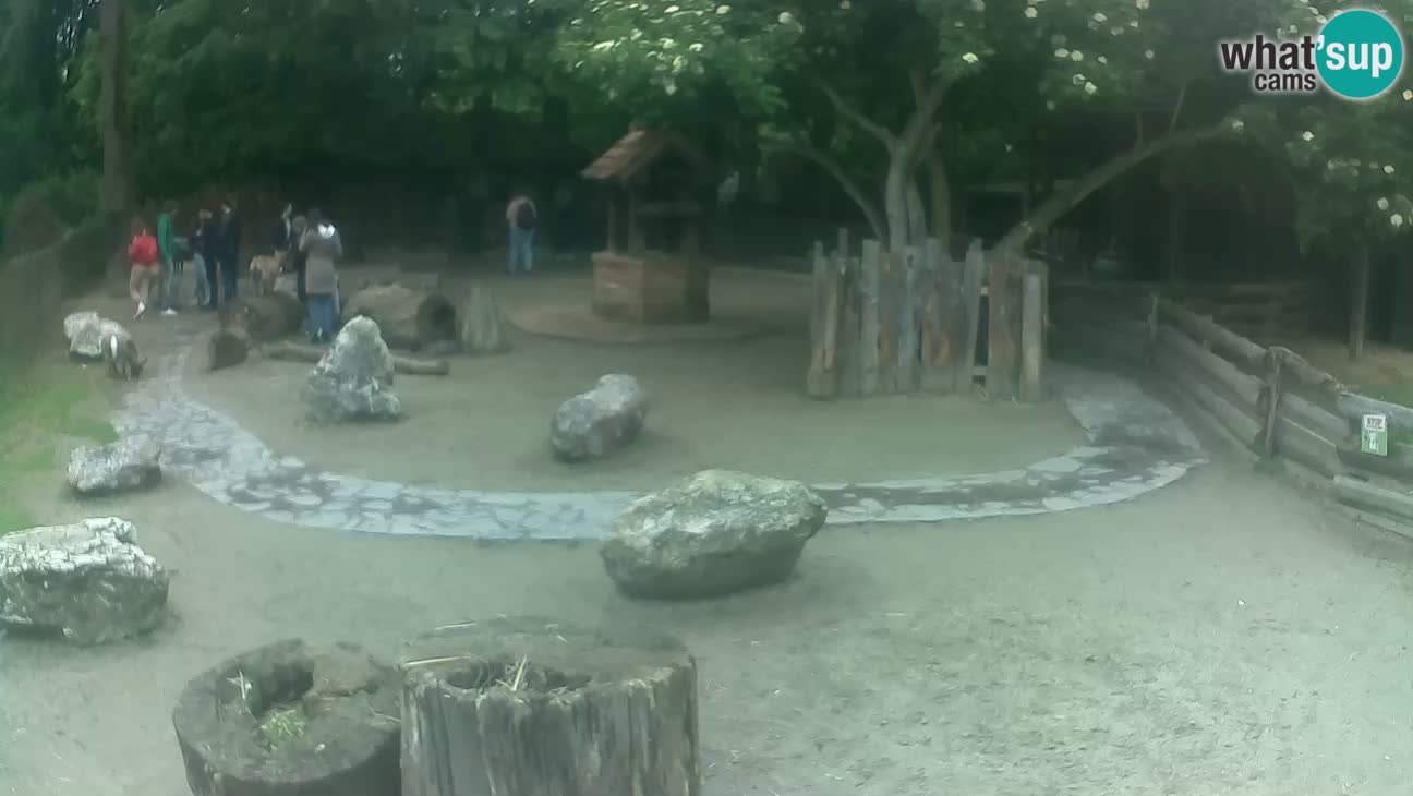 Zoo Zagreb – Brown Capuchin