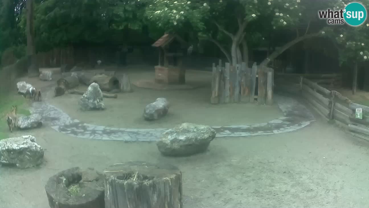 Zoo Zagreb – Brown Capuchin