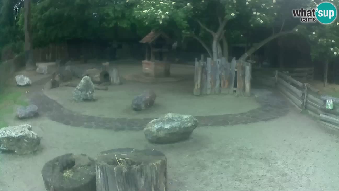 Zoo Zagreb – Rjava kapucinka