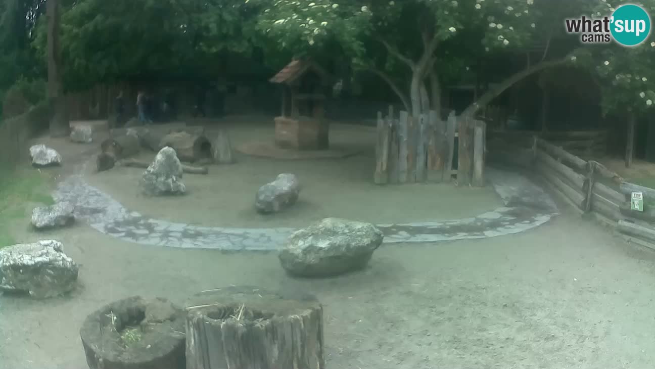 Zoo Zagreb – Brown Capuchin