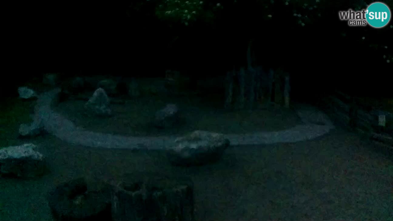 Zoo Zagreb – Rjava kapucinka