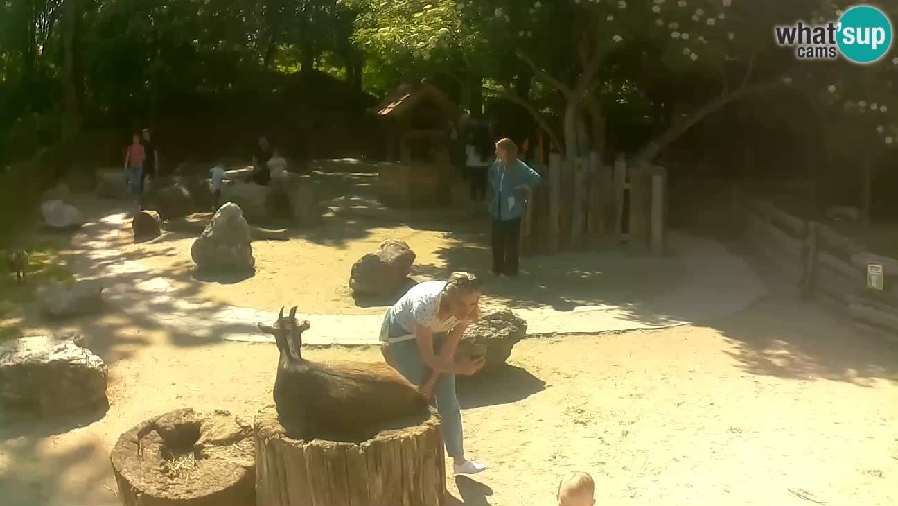 Zoo Zagreb – Cebo dai cornetti