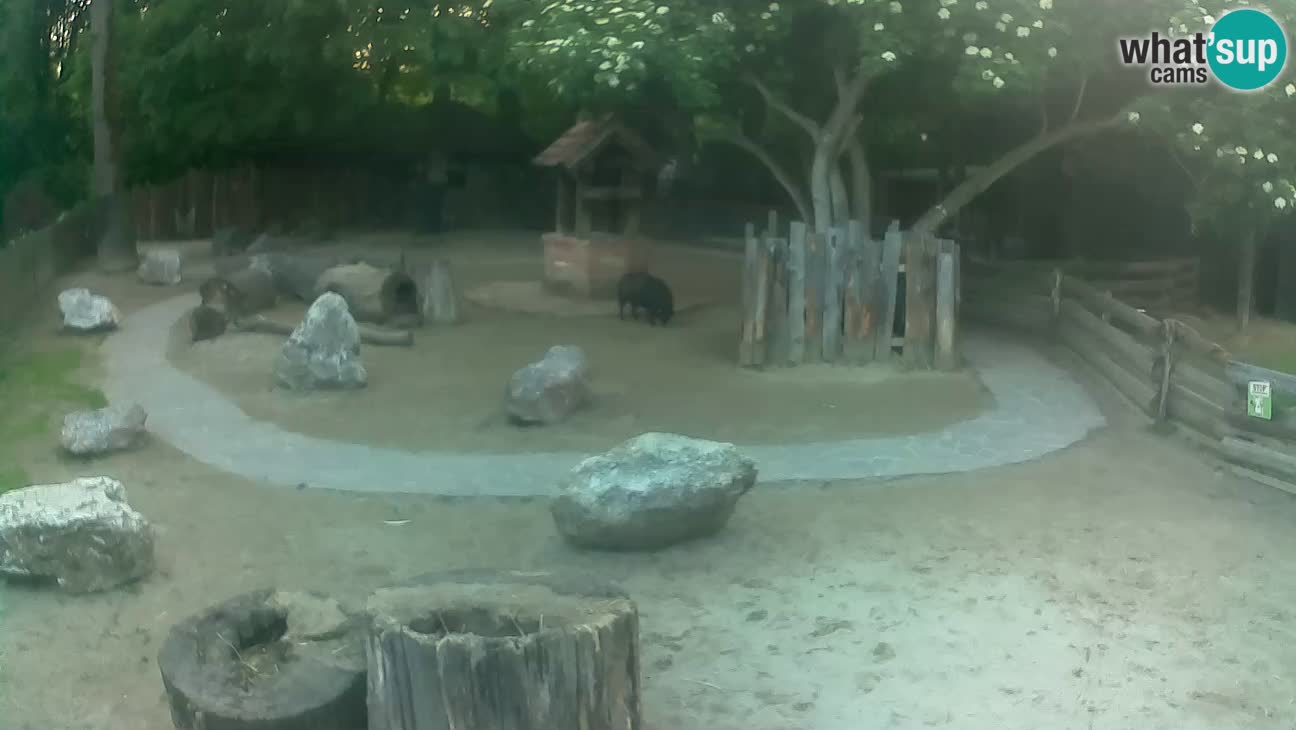 Zoo Zagreb – Brown Capuchin