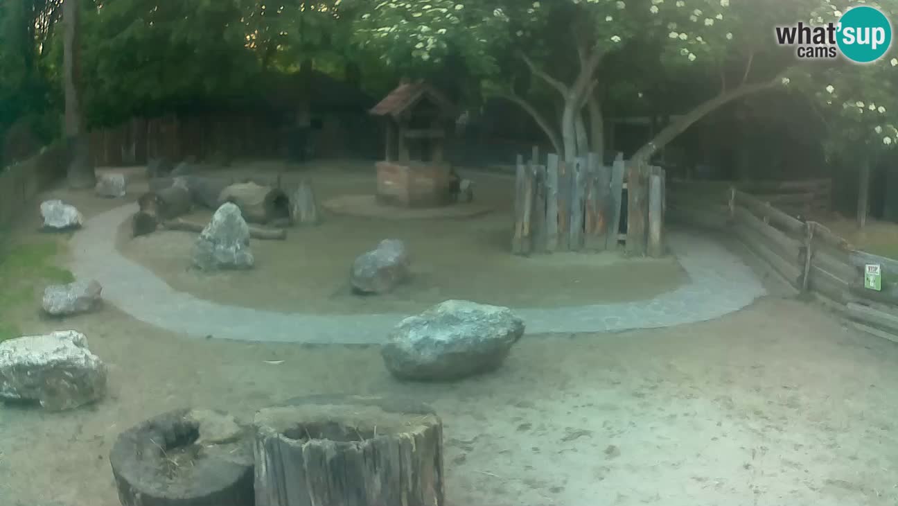 Zoo Zagreb – Brown Capuchin