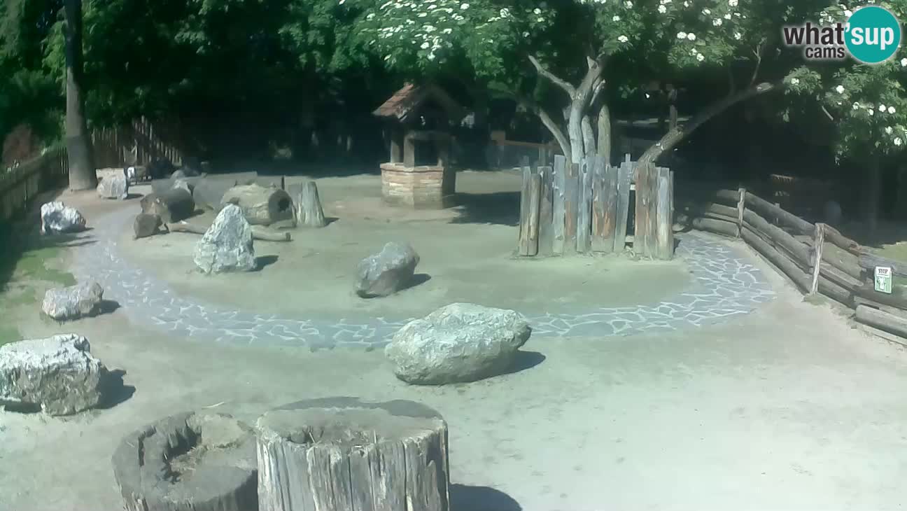 Zoo Zagreb – Brown Capuchin