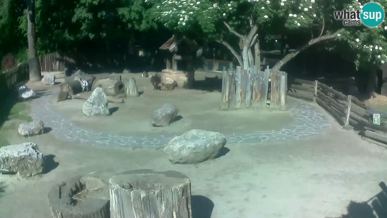 Zoo Zagreb – Brown Capuchin