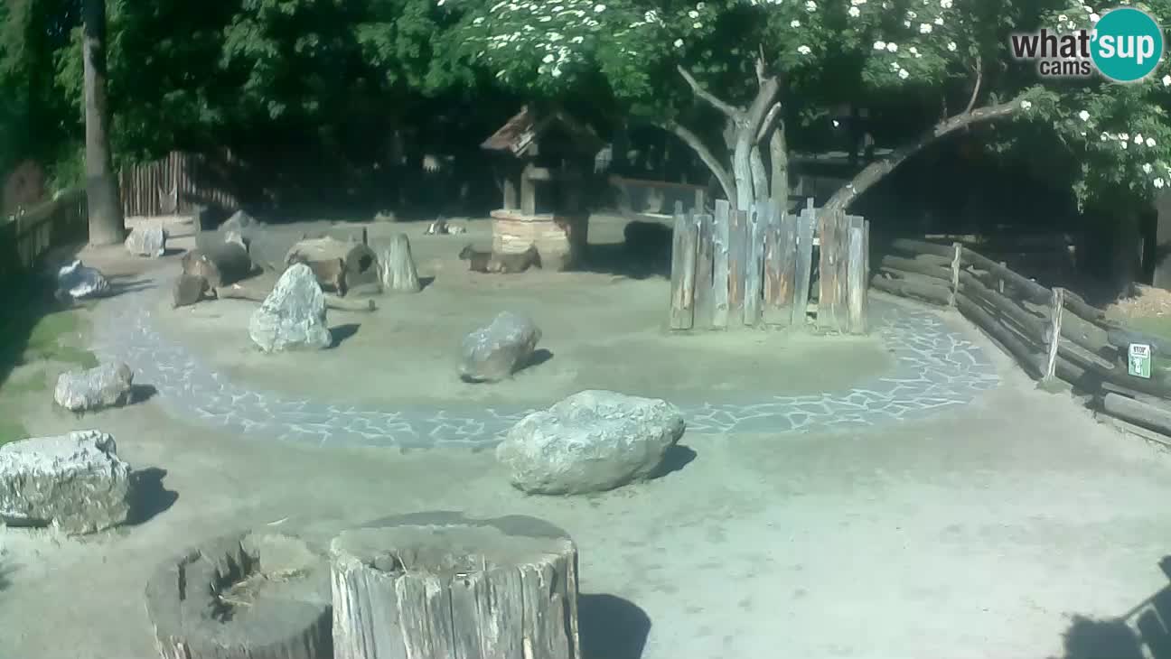 Zoo Zagreb – Haubenkapuziner