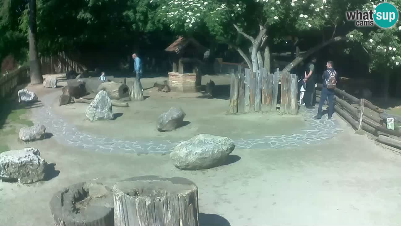 Zoo Zagreb –  Mono maicero