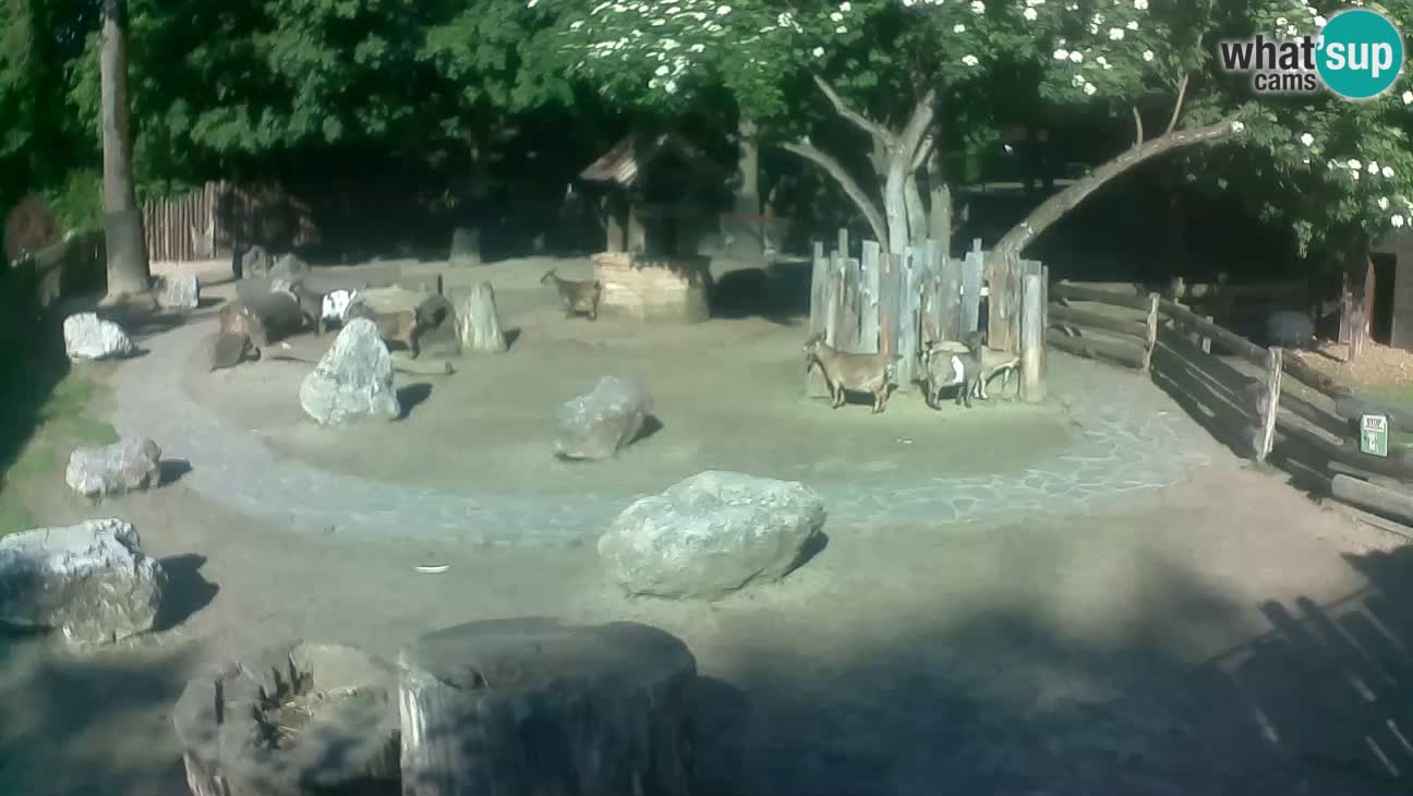 Zoo Zagreb – Brown Capuchin