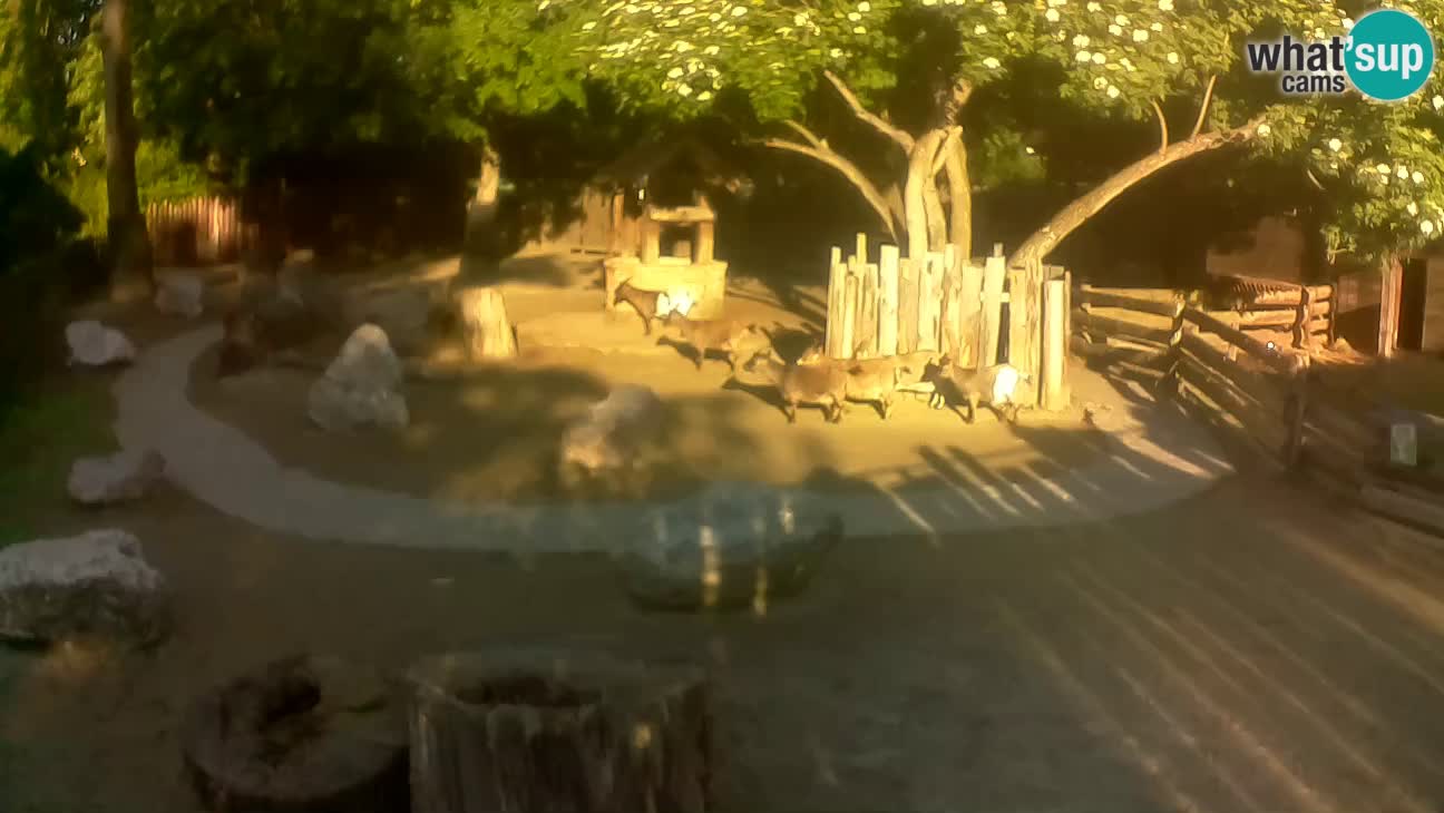 Zoo Zagreb – Brown Capuchin