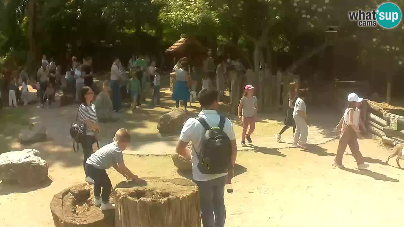 Zoo Zagreb – Haubenkapuziner