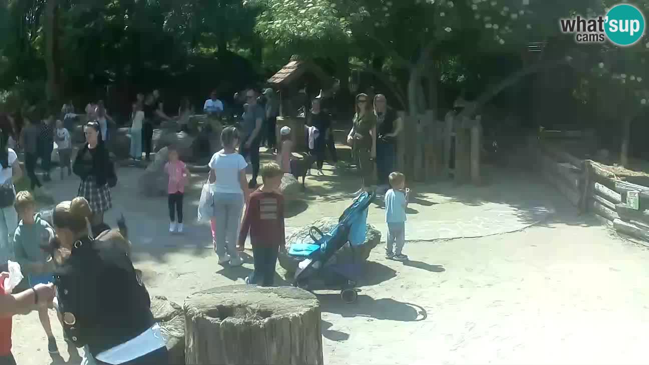 Zoo Zagreb – Rjava kapucinka