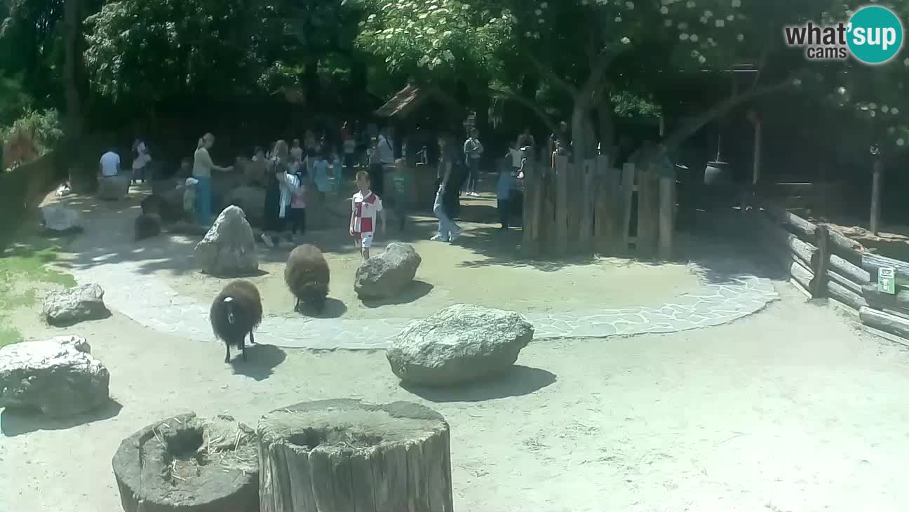 Zoo Zagreb – Brown Capuchin