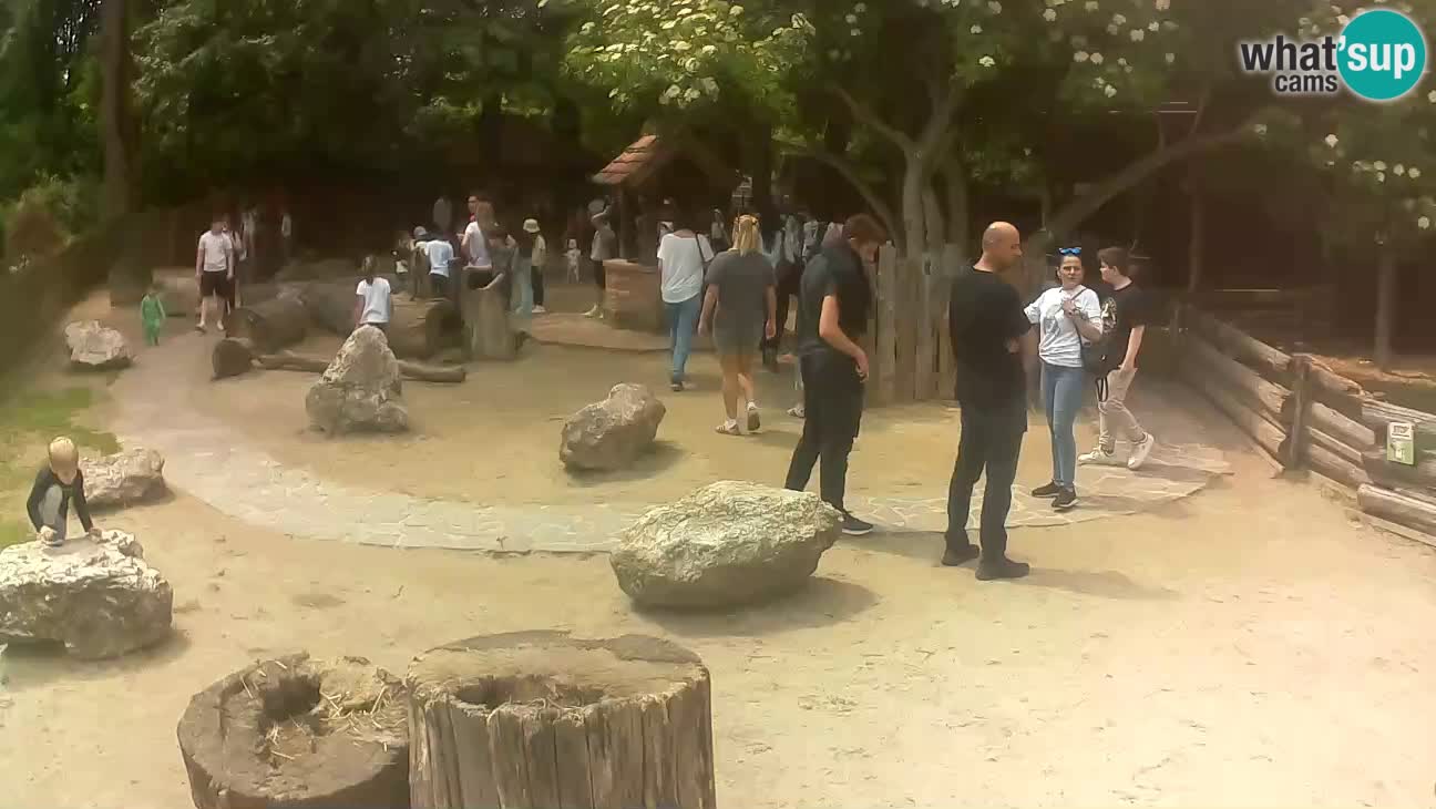 Zoo Zagreb – Cebo dai cornetti